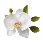 Орхидеи поштучно (1)